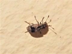 Cacephatus huttoni