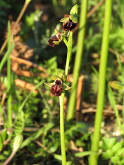 Ophrys sphegodes passionis