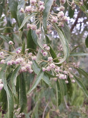 Lippia myriocephala