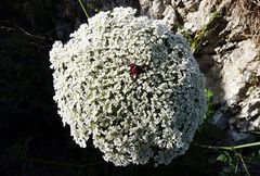 Daucus carota hispanicus