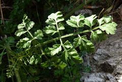 Daucus carota hispanicus