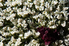 Daucus carota hispanicus