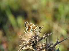 Melitaea cinxia
