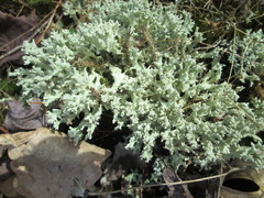 Cladonia caroliniana
