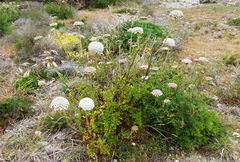 Daucus carota hispanicus