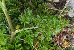 Daucus carota hispanicus