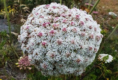 Daucus carota hispanicus