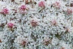 Daucus carota hispanicus