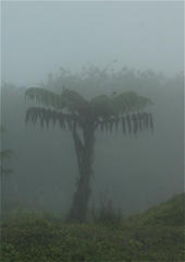 Cyathea weatherbyana