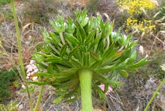 Daucus carota hispanicus