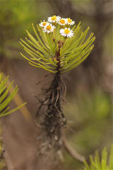Darwiniothamnus tenuifolius