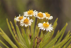 Darwiniothamnus tenuifolius