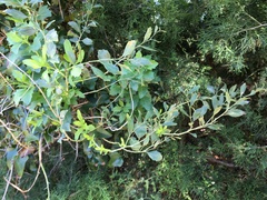 Baccharis halimifolia image