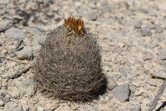 Echinomastus durangensis