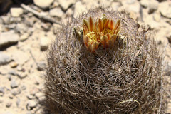 Echinomastus durangensis