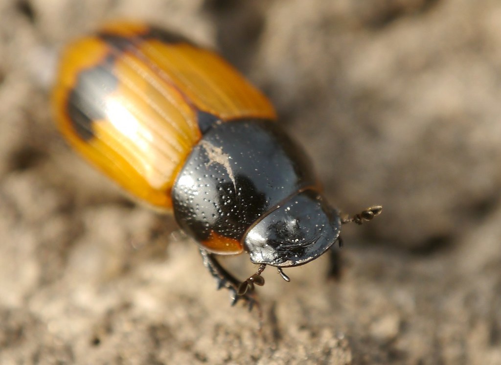 Aphodius coniugatus