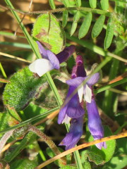 Vicia onobrychioides