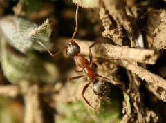 Formica rufibarbis