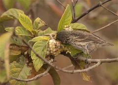 Tournefortia pubescens