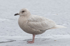 Larus glaucoides