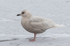 Larus glaucoides