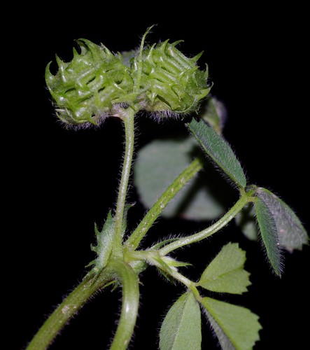 Medicago truncatula image