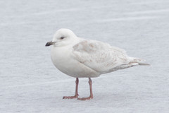 Larus glaucoides
