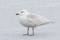 Larus glaucoides