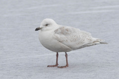 Larus glaucoides