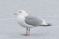 Larus glaucoides
