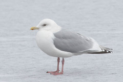 Larus glaucoides
