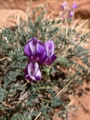 Astragalus zionis