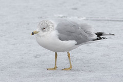 Larus delawarensis