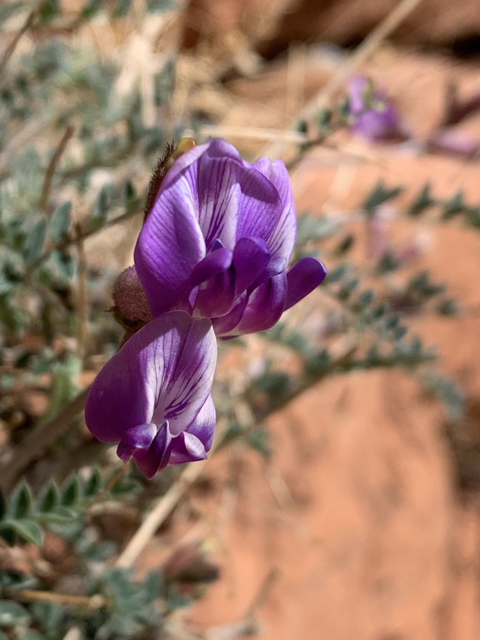 Astragalus zionis