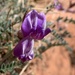 Astragalus zionis - Photo (c) silenceinthew00ds, μερικά δικαιώματα διατηρούνται (CC BY-NC)