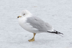 Larus delawarensis