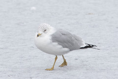 Larus delawarensis