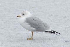 Larus delawarensis