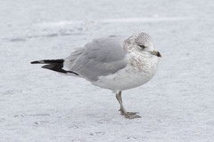 Larus delawarensis