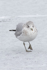 Larus delawarensis