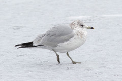 Larus delawarensis
