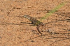 Meroles squamulosus