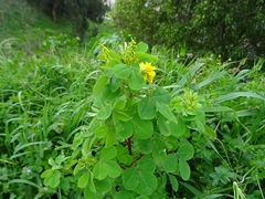 Melilotus italicus