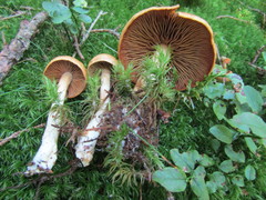 Cortinarius subtortus