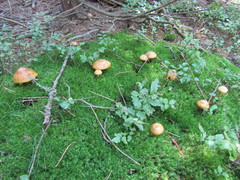 Cortinarius subtortus