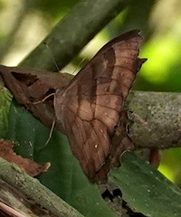 Pseudodebis puritana