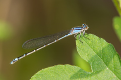 Enallagma novaehispaniae