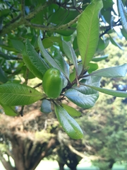 Planchonella costata