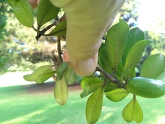 Planchonella costata