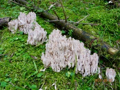 Ramaria pallida